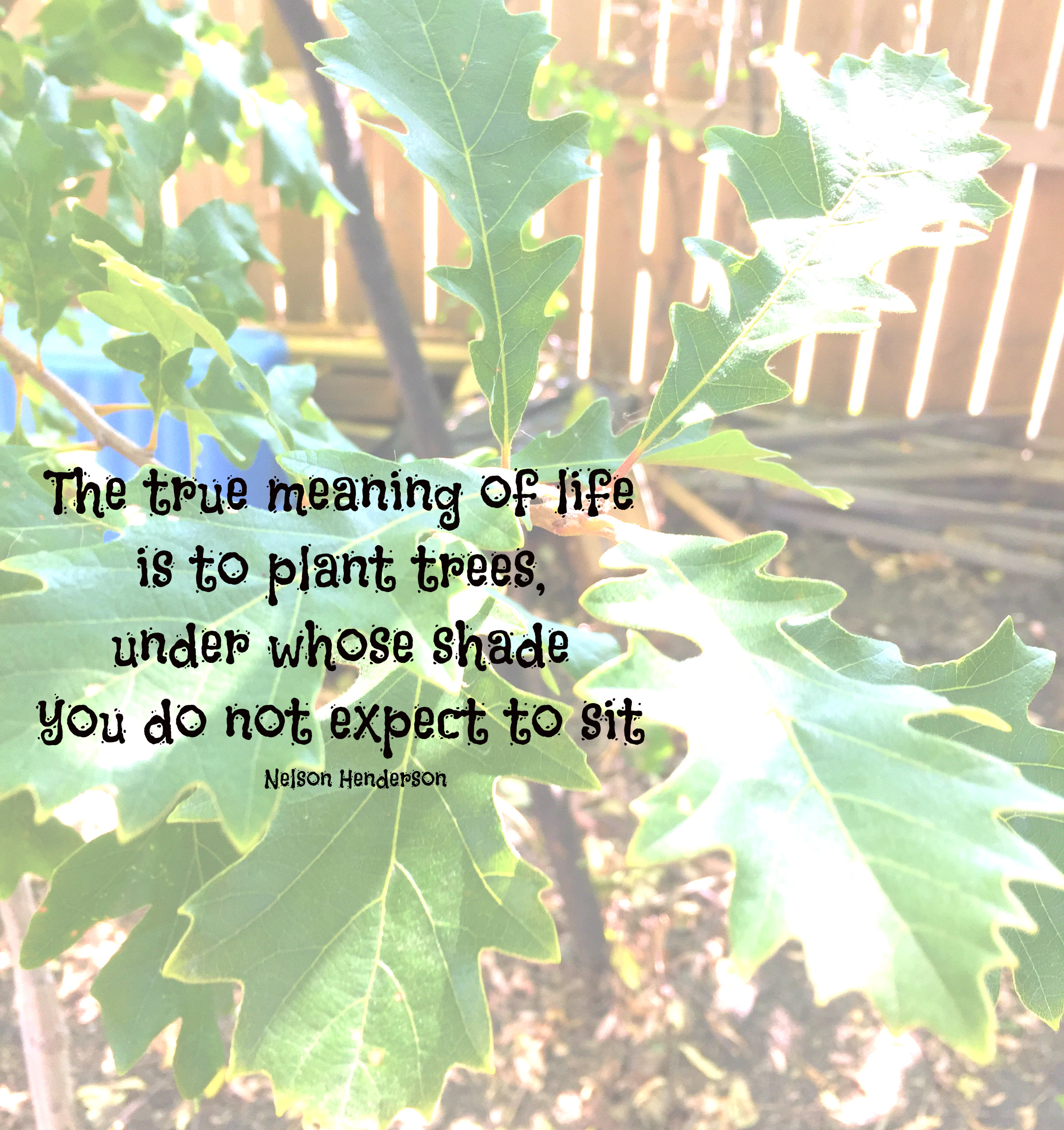 The true meaning of life is to plant trees under whose shade you do not