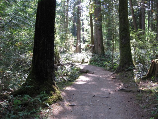 a forest pathway provides perspective and restores the soul in a way only beauty can energize