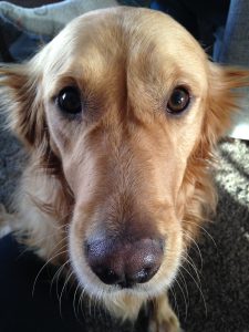 Leia, the tripod dog. Close up