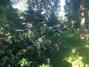 The branches of the tree hit by lightening in Therapist Deanna Carpentier's yard