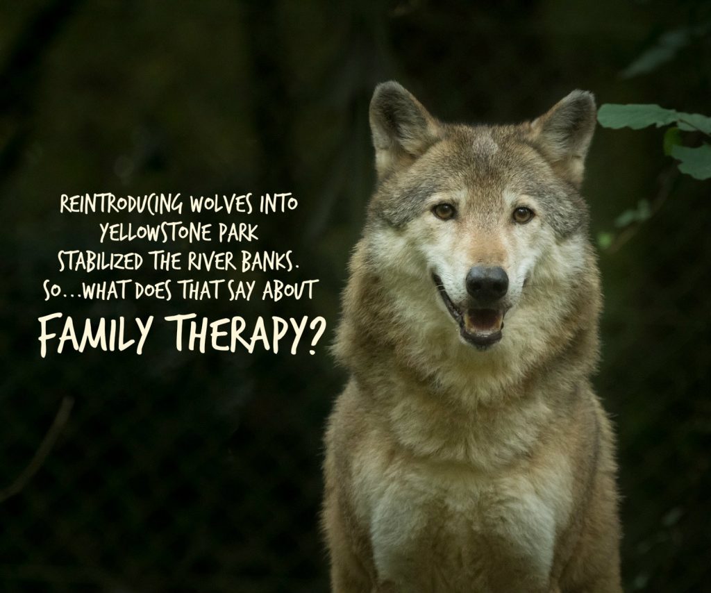 When wolves were reintroduced into Yellowstone Park, the river banks were strengthened. What does that have to do with family therapy?