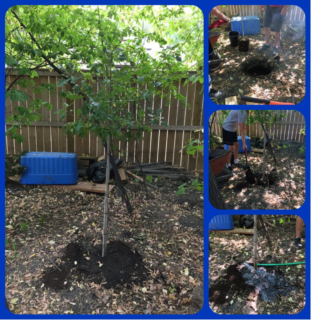 Collage of the hole, the planting and the watering of the oak tree planted for Conexus Counselling blog