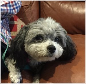 Morgan the cute dog is showing interest in listening to Carolyn Klassen's TEDxWinnipeg talk that will b