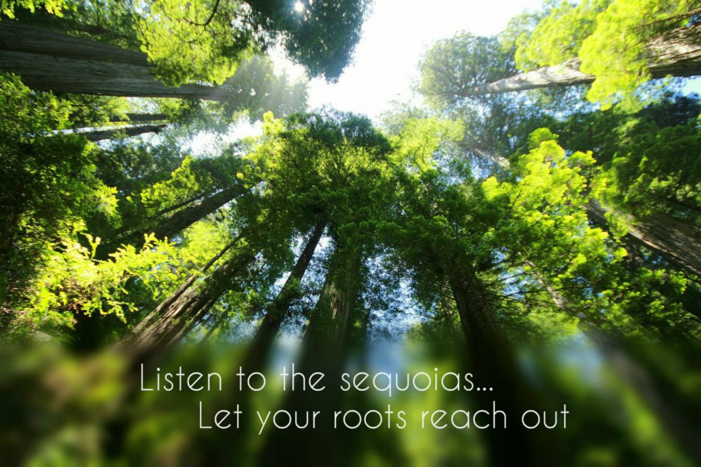 Listen to the sequoias...let your roots reach out on background of beautiful sequoia trees on TEDx talk Carolyn Klassen 