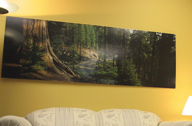 Sequoia picture on wall above the couch in counselling office years ago. On blog about Carolyn Klassen's TEDx talk