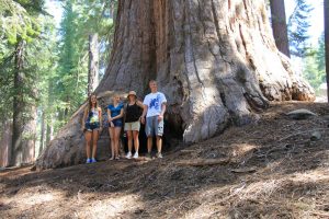 Sequoia tree--an enormous tree. On blog about poking holes in the darkness