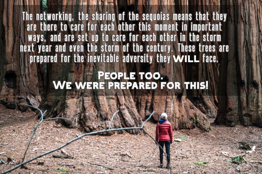 The networking, the sharing of the sequoias means they are there to care for each other this moment and set up to care for each other in the storm of the century. We were prepared for this.