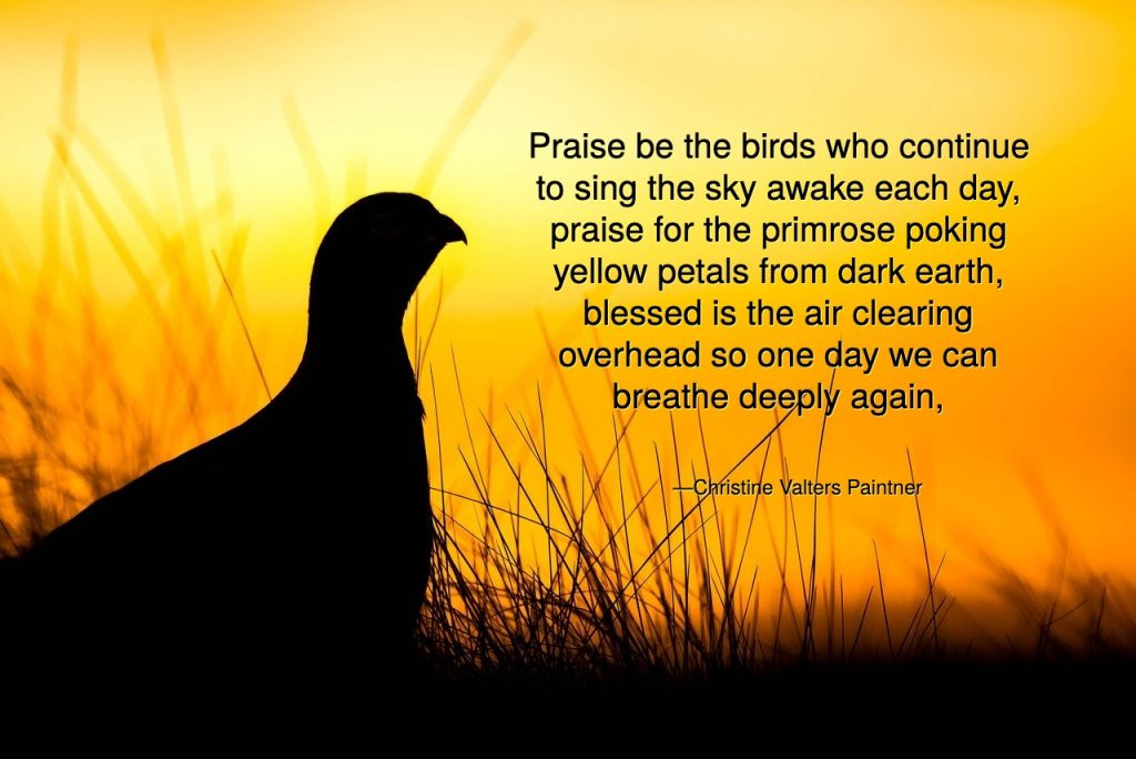 Praise be the birds who continue to sing the sky awake each day, praise for the primrose poking from dark earth, blessed is the air clearing overhead Paintner