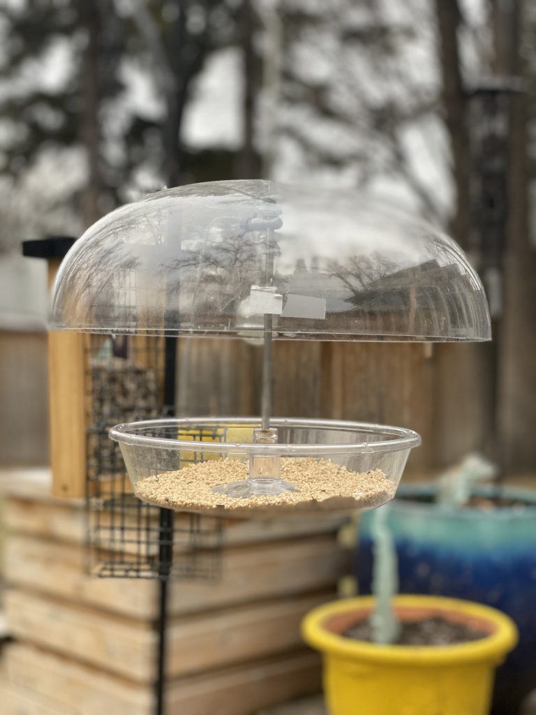 Bird feeders galore for pandemic survival