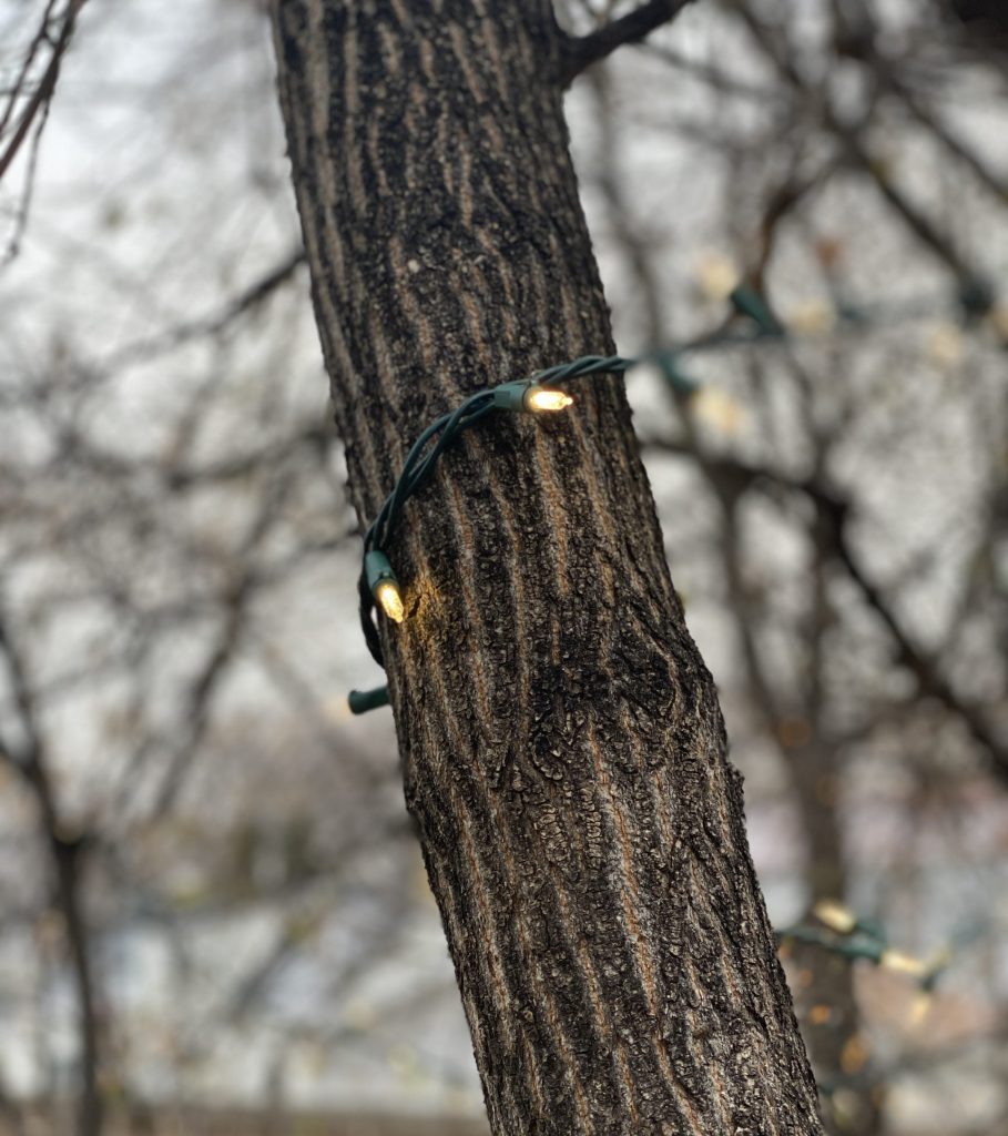 lights on the trees for surviving like a vegetarian during the pandemic